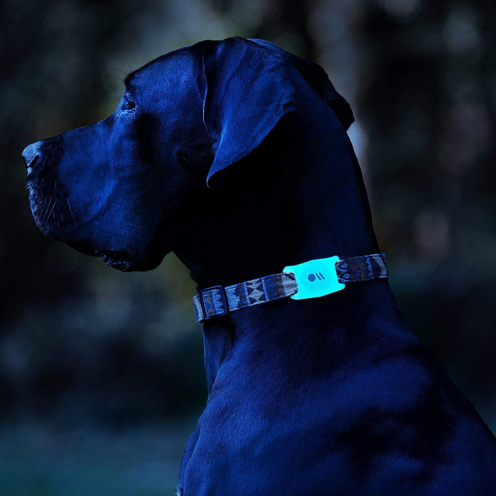CASE-MATE AirTag Case for Dog Collars étui AirTag phosphorescent