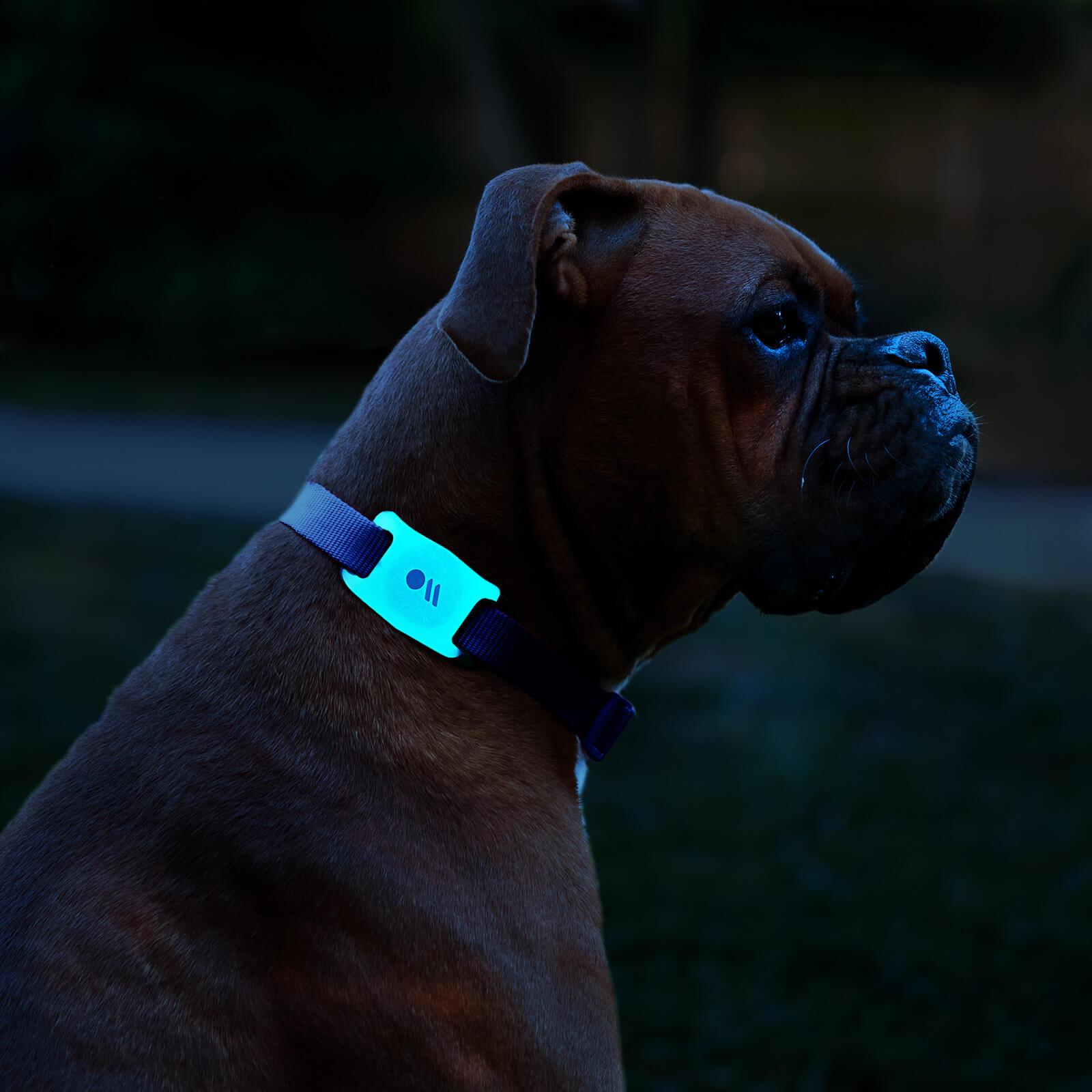 CASE-MATE AirTag Cases étui AirTag pour collier de chien lot de 2 noir phosphorescent